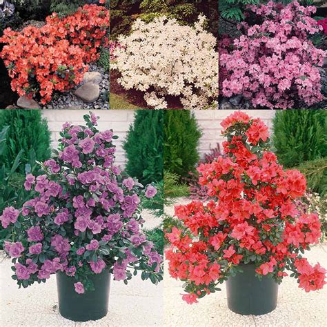 azalee flechte|How to Plant and Grow Azalea with J. Parkers